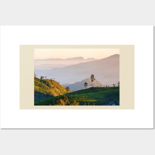 Dawn at tea plantation near Lipton's Seat, Haputale, Sri Lanka Posters and Art